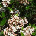 Viburnum x burkwoodii  fleur